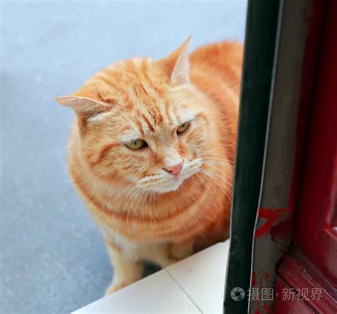 猫来家好吗|来猫是什么兆头,猫来家里好不好